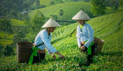 Vietnam photo tour to Long Coc tea plantation